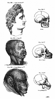 human-evolution-from-ape-to-black-to-white